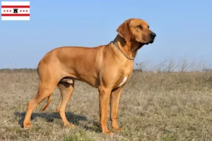 Mehr über den Artikel erfahren Rhodesian Ridgeback Züchter und Welpen in Drenthe