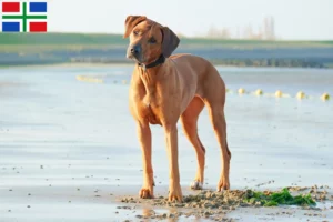 Mehr über den Artikel erfahren Rhodesian Ridgeback Züchter und Welpen in Groningen