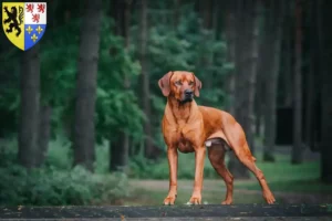 Mehr über den Artikel erfahren Rhodesian Ridgeback Züchter und Welpen in Hauts-de-France