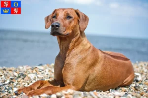 Mehr über den Artikel erfahren Rhodesian Ridgeback Züchter und Welpen in Hradec Králové