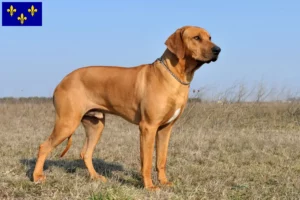 Mehr über den Artikel erfahren Rhodesian Ridgeback Züchter und Welpen in Île-de-France