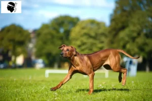 Mehr über den Artikel erfahren Rhodesian Ridgeback Züchter und Welpen auf Korsika