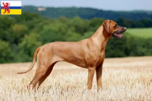 Mehr über den Artikel erfahren Rhodesian Ridgeback Züchter und Welpen in Limburg