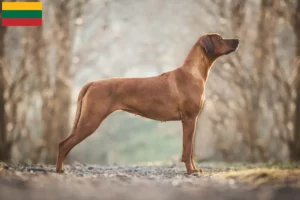 Mehr über den Artikel erfahren Rhodesian Ridgeback Züchter und Welpen in Litauen