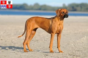 Mehr über den Artikel erfahren Rhodesian Ridgeback Züchter und Welpen in Mittelböhmen