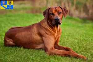 Mehr über den Artikel erfahren Rhodesian Ridgeback Züchter und Welpen in Olmütz