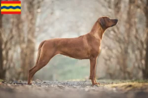 Mehr über den Artikel erfahren Rhodesian Ridgeback Züchter und Welpen in Overijssel