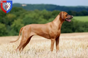 Mehr über den Artikel erfahren Rhodesian Ridgeback Züchter und Welpen in Pays de la Loire