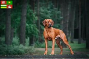 Mehr über den Artikel erfahren Rhodesian Ridgeback Züchter und Welpen in Pilsen