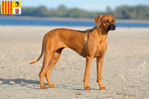 Mehr über den Artikel erfahren Rhodesian Ridgeback Züchter und Welpen in der Provence-Alpes-Côte d’Azur