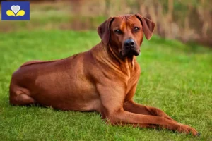 Mehr über den Artikel erfahren Rhodesian Ridgeback Züchter und Welpen in Region Brüssel-Hauptstadt