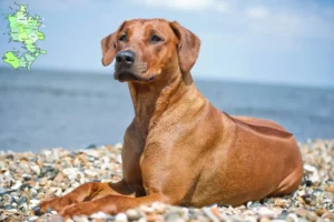 Mehr über den Artikel erfahren Rhodesian Ridgeback Züchter und Welpen in Sjælland