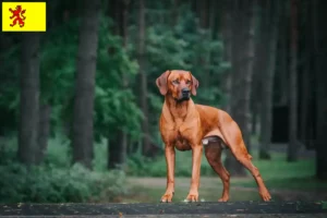 Mehr über den Artikel erfahren Rhodesian Ridgeback Züchter und Welpen in Südholland