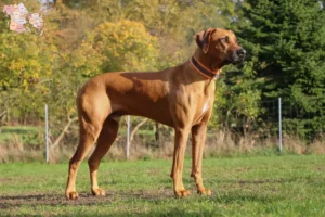 Mehr über den Artikel erfahren Rhodesian Ridgeback Züchter und Welpen in Syddanmark