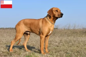 Mehr über den Artikel erfahren Rhodesian Ridgeback Züchter und Welpen in Utrecht