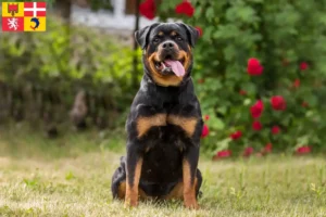 Mehr über den Artikel erfahren Rottweiler Züchter und Welpen in Auvergne-Rhône-Alpes