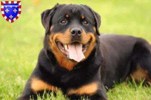 Mehr über den Artikel erfahren Rottweiler Züchter und Welpen in Centre-Val de Loire