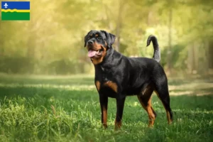 Mehr über den Artikel erfahren Rottweiler Züchter und Welpen in Flevoland