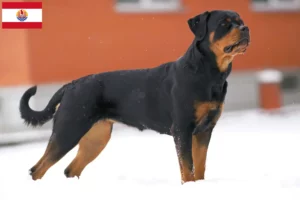 Mehr über den Artikel erfahren Rottweiler Züchter und Welpen in Französisch-Polynesien