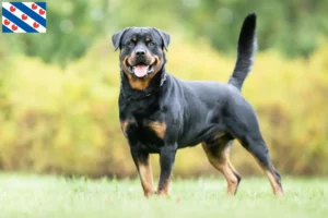 Mehr über den Artikel erfahren Rottweiler Züchter und Welpen in Friesland