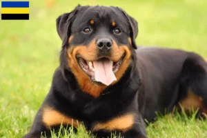 Mehr über den Artikel erfahren Rottweiler Züchter und Welpen in Gelderland