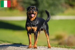 Mehr über den Artikel erfahren Rottweiler Züchter und Welpen in Italien