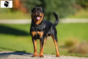 Mehr über den Artikel erfahren Rottweiler Züchter und Welpen auf Korsika