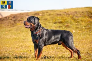 Mehr über den Artikel erfahren Rottweiler Züchter und Welpen in Mähren-Schlesien