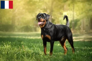 Mehr über den Artikel erfahren Rottweiler Züchter und Welpen in Mayotte