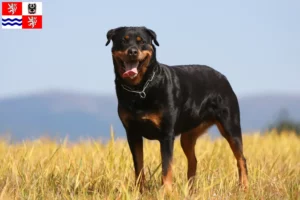 Mehr über den Artikel erfahren Rottweiler Züchter und Welpen in Mittelböhmen