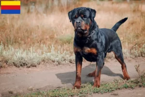 Mehr über den Artikel erfahren Rottweiler Züchter und Welpen in Nordholland