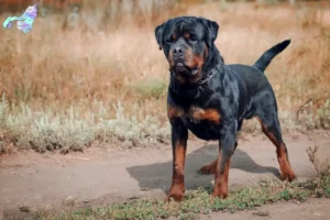 Mehr über den Artikel erfahren Rottweiler Züchter und Welpen in Nordjylland