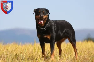 Mehr über den Artikel erfahren Rottweiler Züchter und Welpen in Pays de la Loire