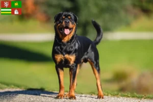 Mehr über den Artikel erfahren Rottweiler Züchter und Welpen in Pilsen