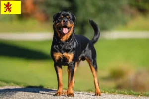 Mehr über den Artikel erfahren Rottweiler Züchter und Welpen in Südholland