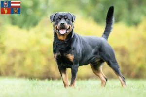 Mehr über den Artikel erfahren Rottweiler Züchter und Welpen in Südmähren