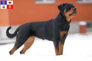 Mehr über den Artikel erfahren Rottweiler Züchter und Welpen in Vysočina