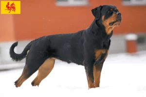 Mehr über den Artikel erfahren Rottweiler Züchter und Welpen in Wallonische Region