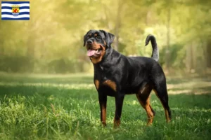 Mehr über den Artikel erfahren Rottweiler Züchter und Welpen in Zeeland