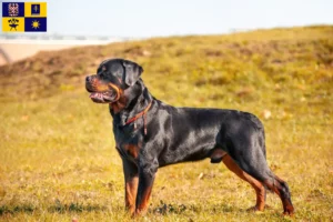 Mehr über den Artikel erfahren Rottweiler Züchter und Welpen in Zlín