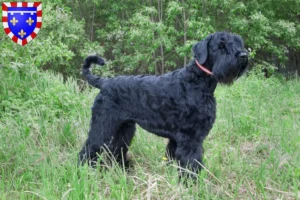 Mehr über den Artikel erfahren Russischer Schwarzer Terrier Züchter und Welpen in Centre-Val de Loire