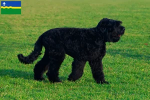 Mehr über den Artikel erfahren Russischer Schwarzer Terrier Züchter und Welpen in Flevoland