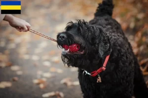 Mehr über den Artikel erfahren Russischer Schwarzer Terrier Züchter und Welpen in Gelderland