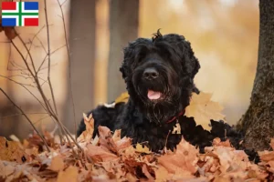 Mehr über den Artikel erfahren Russischer Schwarzer Terrier Züchter und Welpen in Groningen