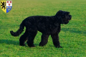 Mehr über den Artikel erfahren Russischer Schwarzer Terrier Züchter und Welpen in Hauts-de-France