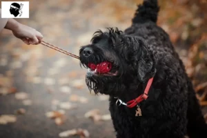 Mehr über den Artikel erfahren Russischer Schwarzer Terrier Züchter und Welpen auf Korsika