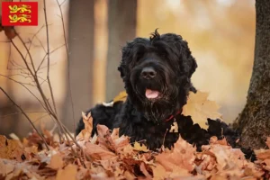 Mehr über den Artikel erfahren Russischer Schwarzer Terrier Züchter und Welpen in der Normandie