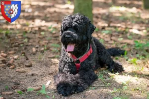 Mehr über den Artikel erfahren Russischer Schwarzer Terrier Züchter und Welpen in Pays de la Loire