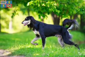 Mehr über den Artikel erfahren Saluki Züchter und Welpen in Bourgogne-Franche-Comté