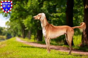 Mehr über den Artikel erfahren Saluki Züchter und Welpen in Centre-Val de Loire